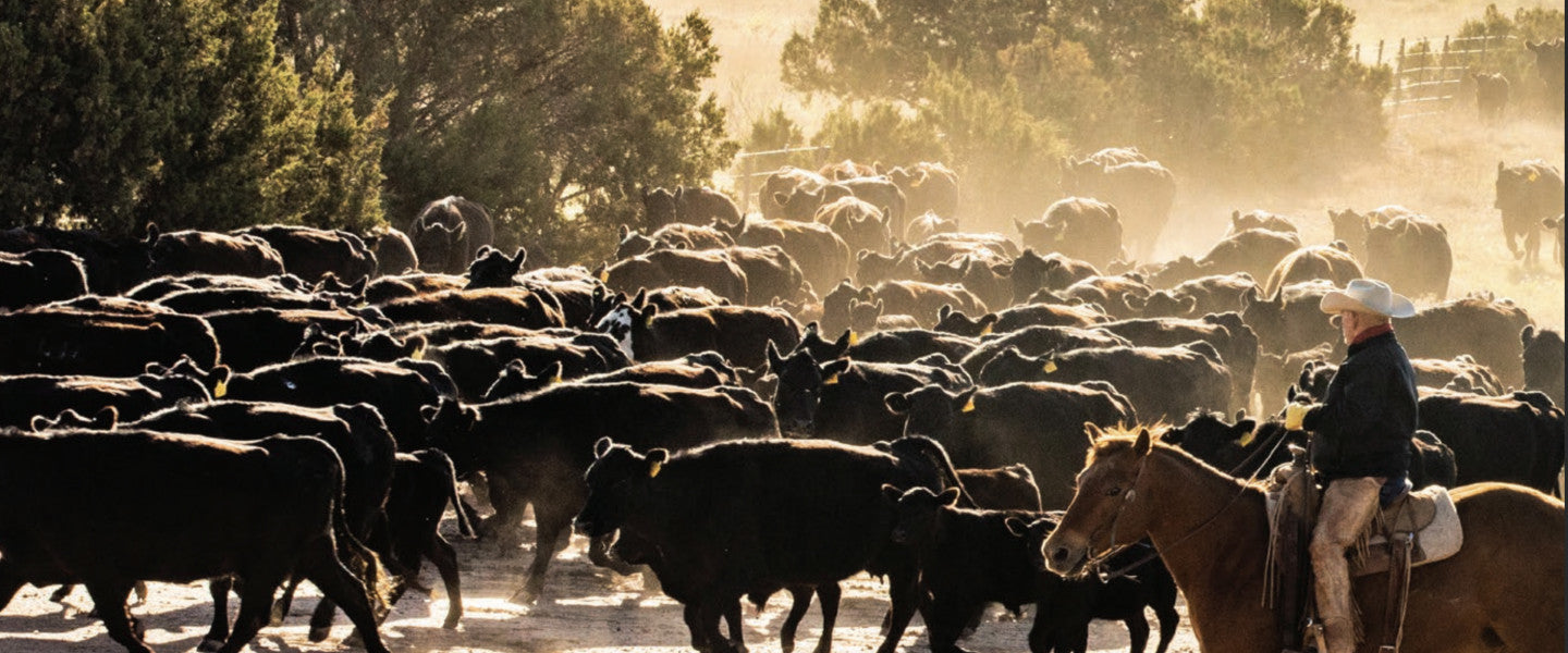 herd of cattle