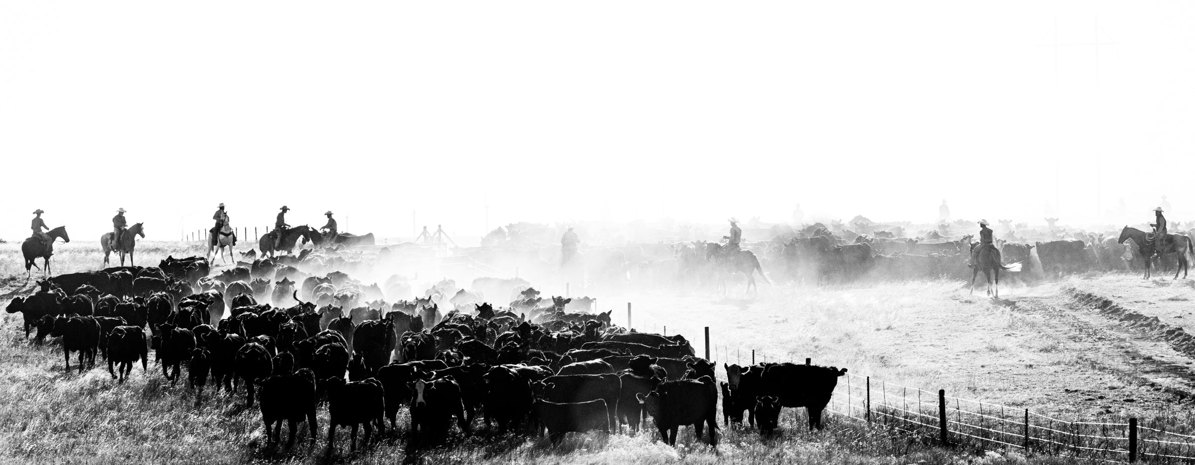 herd of cattle and cowboys on horses